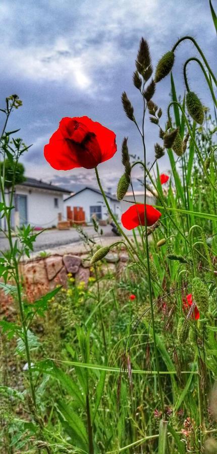 Ferienhaus Sonnenwind Am Hainer See Neukieritzsch Bagian luar foto